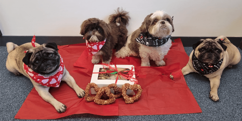 Valentine's treats from Scallywags Pet Shop